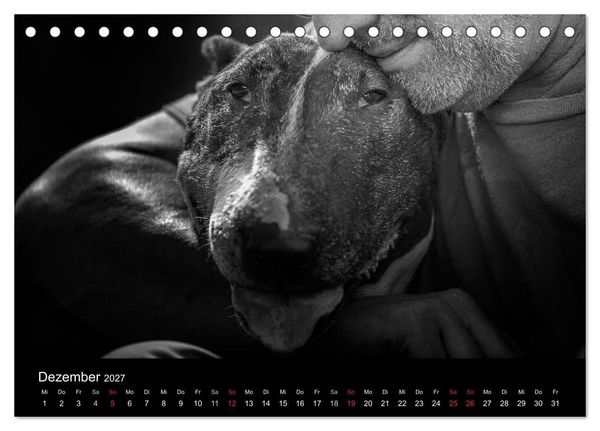 Produktbild: Bullterrier (Tischkalender 2027 DIN A5 quer), CALVENDO Monatskalender