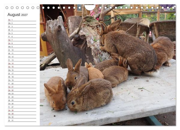 Produktbild: Eine gl&uuml;ckliche Kaninchenfamilie (Wandkalender 2027 DIN A4 quer), CALVENDO Monatskalender