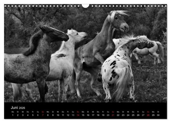 Produktbild: Pferde 2026 Wild Thing (Wandkalender 2026 DIN A3 quer), CALVENDO Monatskalender