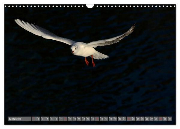 Produktbild: INNE BOTANIK - V&ouml;gel im Ruhrpott (Wandkalender 2026 DIN A3 quer), CALVENDO Monatskalender