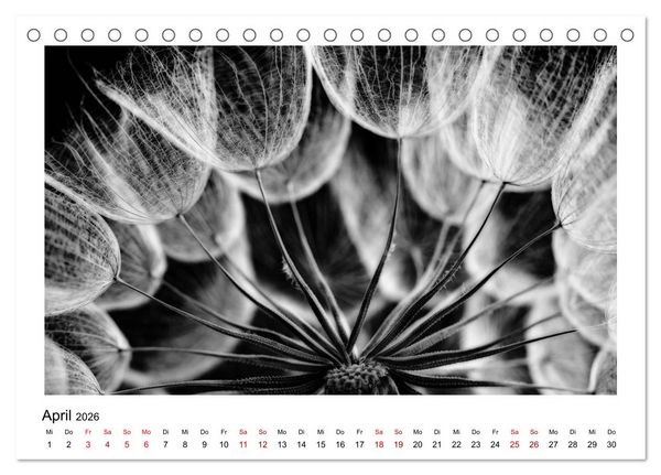 Produktbild: Die grafische Sch&ouml;nheit der Pflanzen &ndash; Schwarz-Wei&szlig; (Tischkalender 2026 DIN A5 quer), CALVENDO Monatskalender