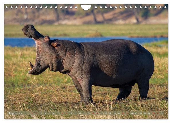 Produktbild: Hippos - Gef&auml;hrliche Giganten (Wandkalender 2026 DIN A4 quer), CALVENDO Monatskalender