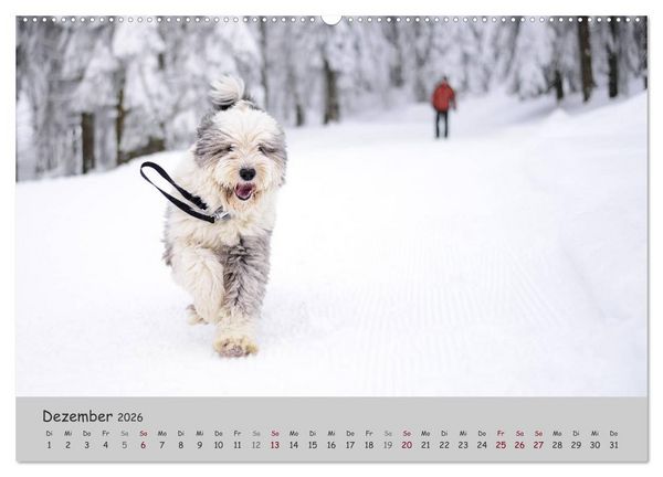 Produktbild: Ein Bobtail namens Miles (Wandkalender 2026 DIN A2 quer), CALVENDO Monatskalender