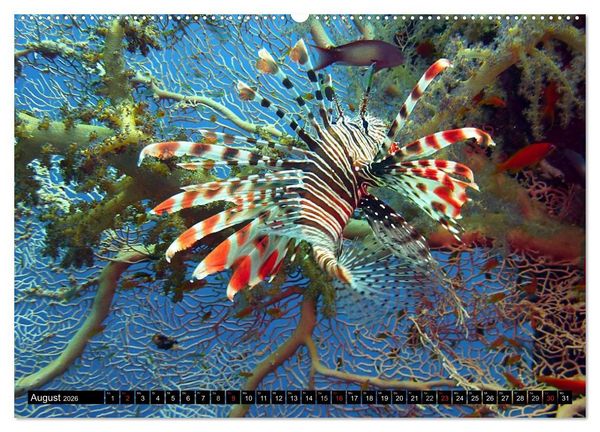 Produktbild: Paradiese im ewigen Blau. Die bunte Unterwasserwelt (hochwertiger Premium Wandkalender 2026 DIN A2 quer), Kunstdruck in Hochglanz