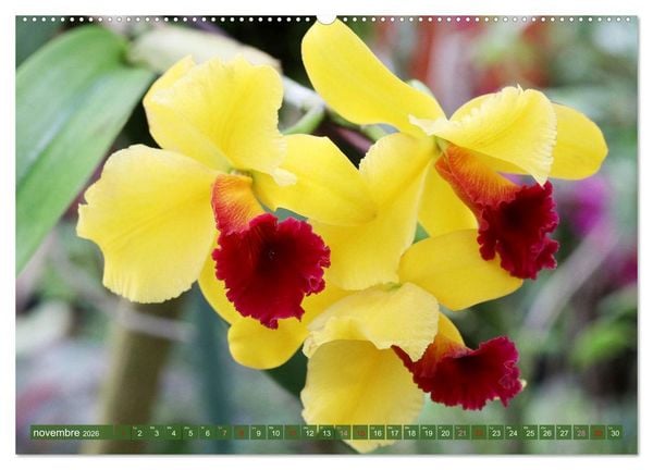 Produktbild: Orchid&eacute;es merveilleuses (Calendrier mural 2026 DIN A2 vertical), CALVENDO calendrier mensuel