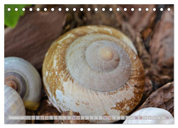 Produktbild: H&auml;user der Meere: Muscheln - Seeigel - Schnecken (Tischkalender 2026 DIN A5 quer), CALVENDO Monatskalender
