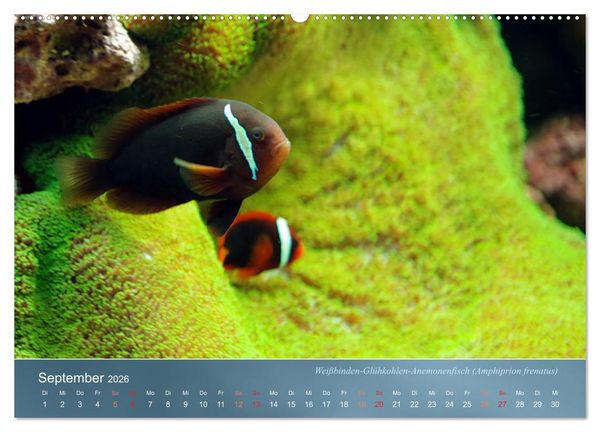 Produktbild: Bunte Riffbewohner - Fische, Anemonen und noch viel mehr (Wandkalender 2026 DIN A2 quer), CALVENDO Monatskalender
