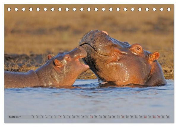 Produktbild: Flusspferde Magie des Augenblicks - Hippos in Afrika (Tischkalender 2027 DIN A5 quer), CALVENDO Monatskalender