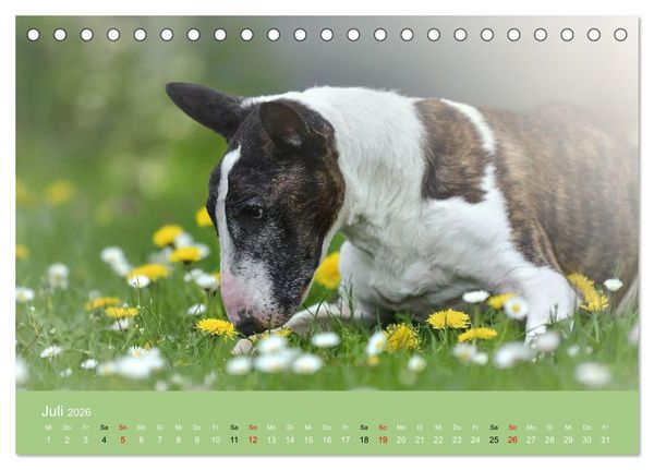 Produktbild: Bullterrier - charmante Herzensbrecher (Tischkalender 2026 DIN A5 quer), CALVENDO Monatskalender