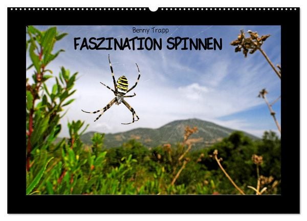 Produktbild: Faszination Spinnen (Wandkalender 2026 DIN A2 quer), CALVENDO Monatskalender
