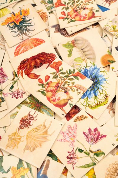 Produktbild: Maria Sibylla Merian. Memo
