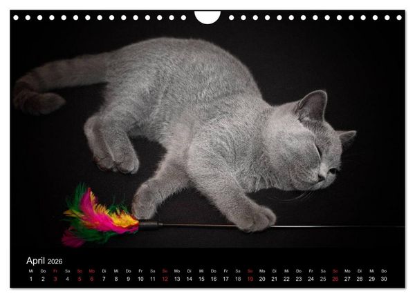 Produktbild: B&auml;rige Schmusetiger - Britisch Kurzhaar (Wandkalender 2026 DIN A4 quer), CALVENDO Monatskalender