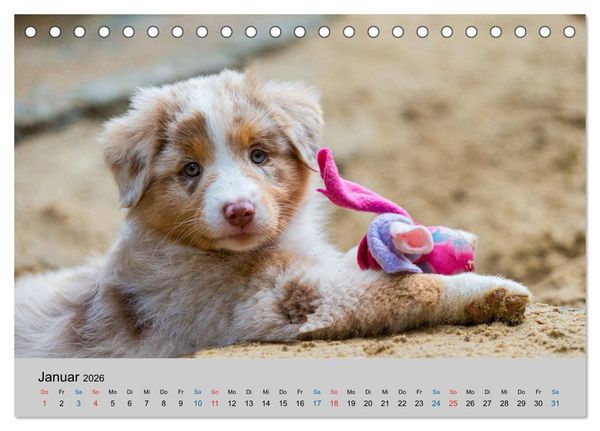 Produktbild: Australian Shepherd Welpen 2026 (Tischkalender 2026 DIN A5 quer), CALVENDO Monatskalender