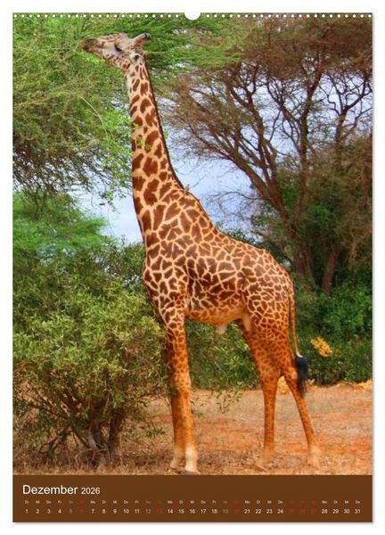 Produktbild: Giraffen (Wandkalender 2026 DIN A2 hoch), CALVENDO Monatskalender