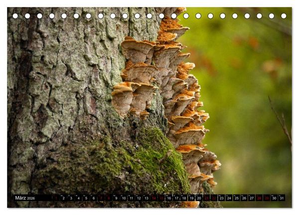 Produktbild: Pilzmania (Tischkalender 2026 DIN A5 quer), CALVENDO Monatskalender