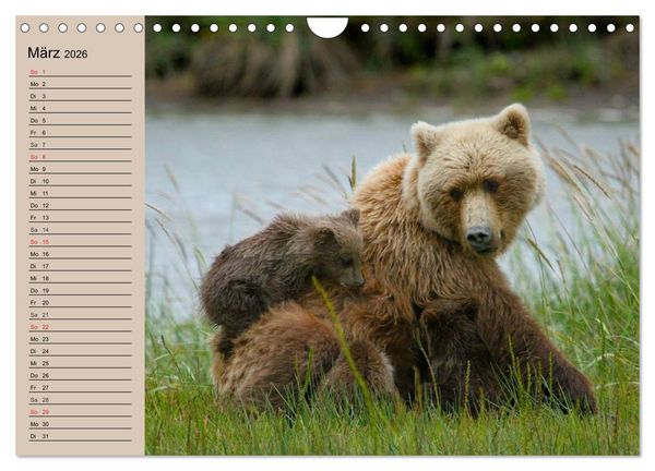 Produktbild: B&auml;ren. Unterwegs mit Meister Petz (Wandkalender 2026 DIN A4 quer), CALVENDO Monatskalender