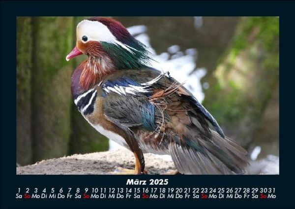 Produktbild: Enten 2025 Fotokalender DIN A5