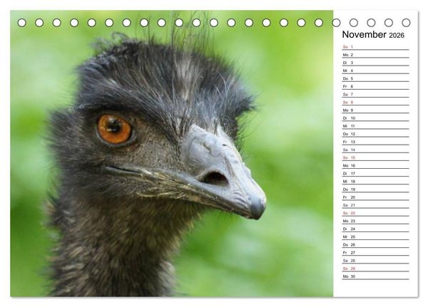 Produktbild: Faszinierende Tierportraits (Tischkalender 2026 DIN A5 quer), CALVENDO Monatskalender