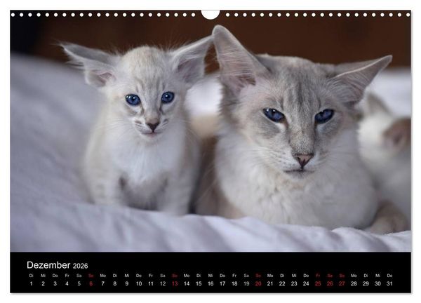 Produktbild: Orientalische Katzen (Wandkalender 2026 DIN A3 quer), CALVENDO Monatskalender