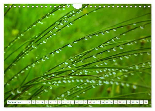 Produktbild: GR&Uuml;N . Die Kraft der Natur (Wandkalender 2026 DIN A4 quer), CALVENDO Monatskalender