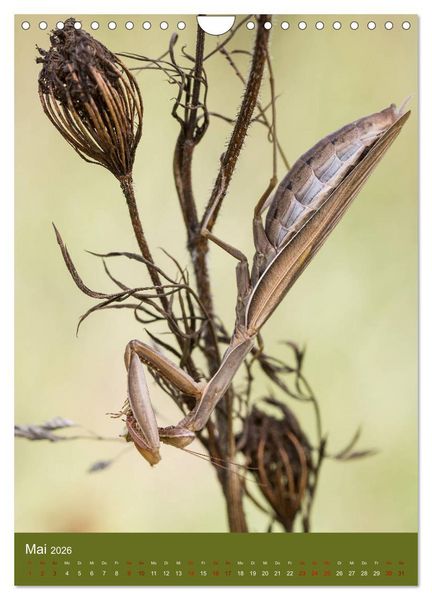 Produktbild: Die Gottesanbeterin. R&auml;uber der Insektenwelt. (Wandkalender 2026 DIN A4 hoch), CALVENDO Monatskalender