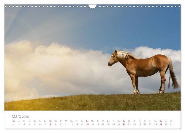 Produktbild: Pferde - In nat&uuml;rlicher Umgebung (Wandkalender 2026 DIN A3 quer), CALVENDO Monatskalender