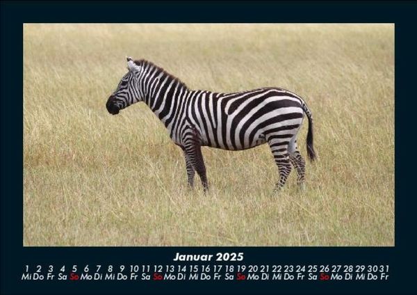 Produktbild: Zebrazauber 2025 Fotokalender DIN A5