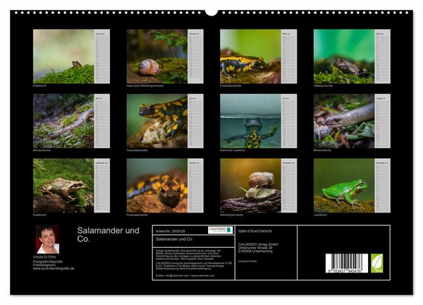 Produktbild: Salamander und Co. (hochwertiger Premium Wandkalender 2026 DIN A2 quer), Kunstdruck in Hochglanz