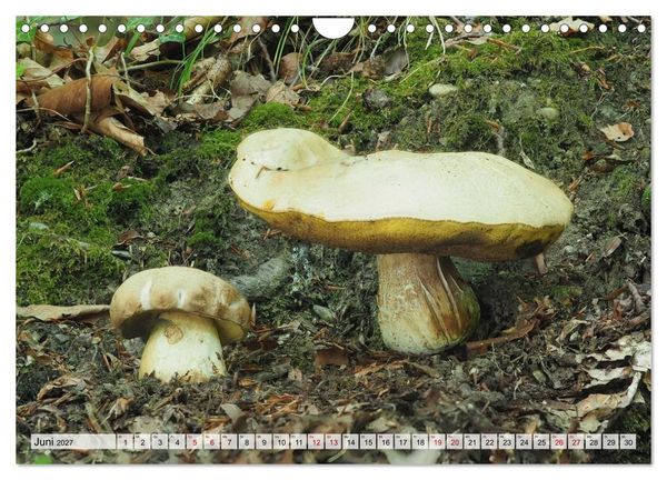 Produktbild: Sch&ouml;n, aber giftig. Giftpilze, die Sammler kennen sollten. (Wandkalender 2027 DIN A4 quer), CALVENDO Monatskalender