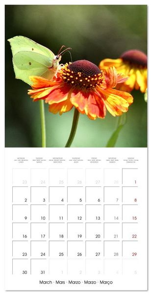 Produktbild: Gentle butterflies (Wall Calendar 2026 12 &times; 12 Inch) CALVENDO 12 Month Wall Calendar
