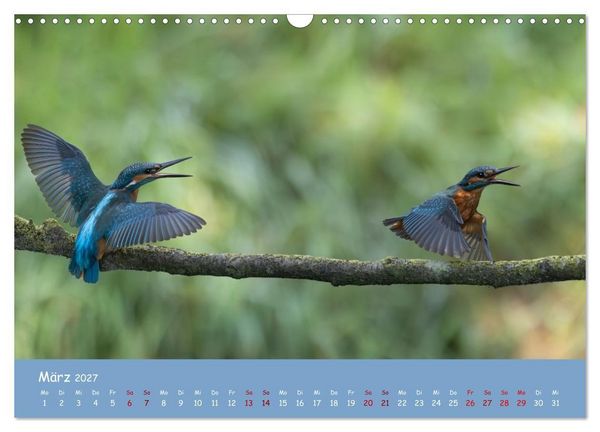 Produktbild: Alcedo atthis. Der Eisvogel (Wandkalender 2027 DIN A3 quer), CALVENDO Monatskalender