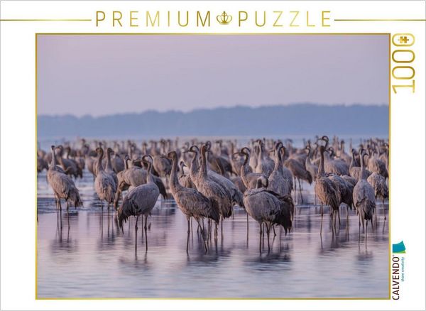 CALVENDO Puzzle Kraniche am Schlafplatz stehen im Wasser | 1000 Teile Lege-Größe 64 × 48 cm Foto-Puzzle für glückliche Stunden