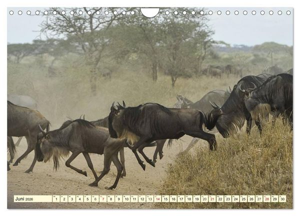 Produktbild: Wildes Leben in Botswana (Wandkalender 2026 DIN A4 quer), CALVENDO Monatskalender