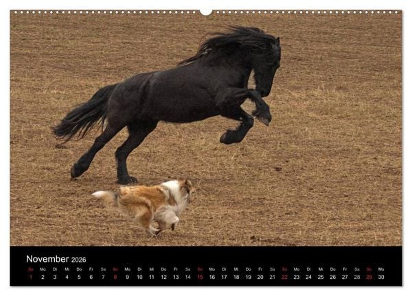 Produktbild: Ziva und ihre Freunde (hochwertiger Premium Wandkalender 2026 DIN A2 quer), Kunstdruck in Hochglanz