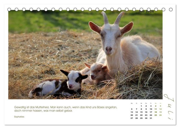 Produktbild: Mutterliebe - Ziegen mit ihren s&uuml;&szlig;en L&auml;mmern (Tischkalender 2026 DIN A5 quer), CALVENDO Monatskalender