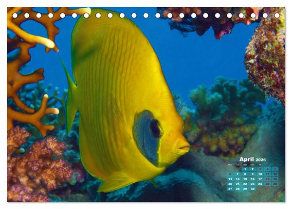 Produktbild: Oceans Alive - A World of Color and Diversity (Desk Calendar 2026 DIN A5 landscape), CALVENDO 12 Month DeskCalendar