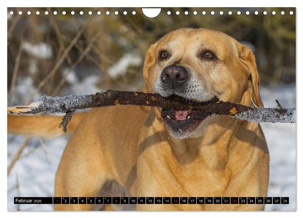 Produktbild: Labrador Retriever - ein Herz auf 4 Pfoten (Wandkalender 2026 DIN A4 quer), CALVENDO Monatskalender
