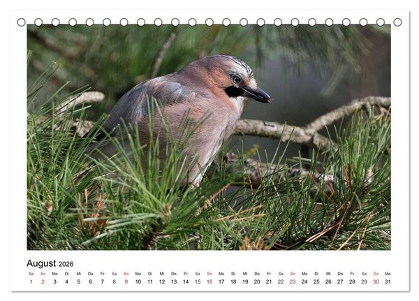Produktbild: Heimische Gartenv&ouml;gel - Gefiederte Freunde (Tischkalender 2026 DIN A5 quer), CALVENDO Monatskalender