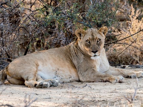 Produktbild: CALVENDO Puzzle Alte L&ouml;win bei Leeubron, Etosha | 1000 Teile Lege-Gr&ouml;&szlig;e 64x48cm Foto-Puzzle f&uuml;r gl&uuml;ckliche Stunden