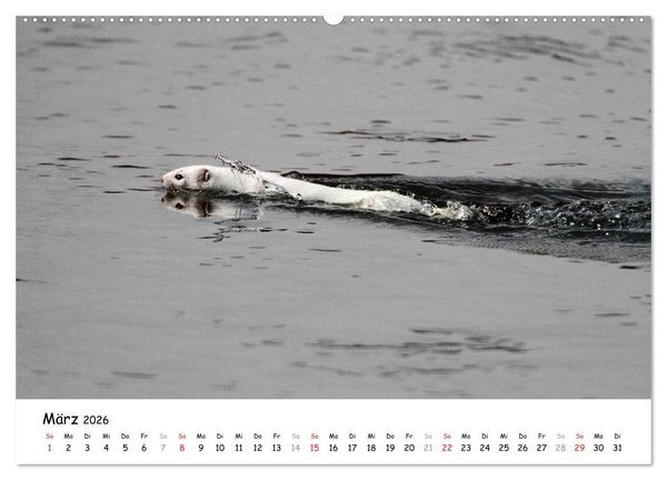 Produktbild: Hermelin - das wieselflinke Raubtier (hochwertiger Premium Wandkalender 2026 DIN A2 quer), Kunstdruck in Hochglanz