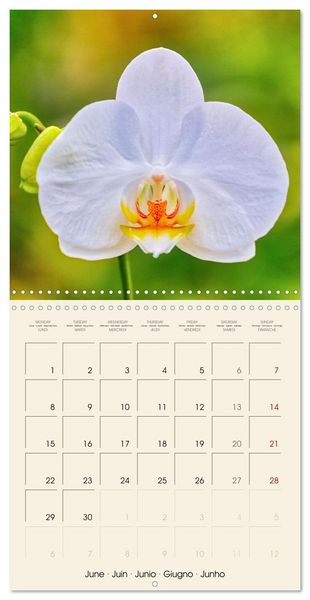 Produktbild: Butterfly orchids in high fidelity (Wall Calendar 2026 12 &times; 12 Inch) CALVENDO 12 Month Wall Calendar