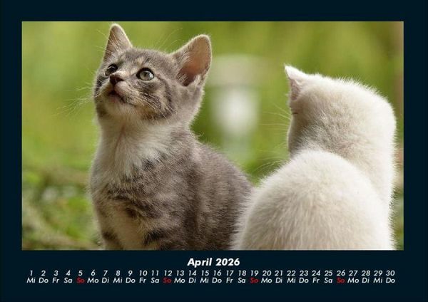 Produktbild: F&uuml;r Katzenfreunde 2026 Fotokalender DIN A4