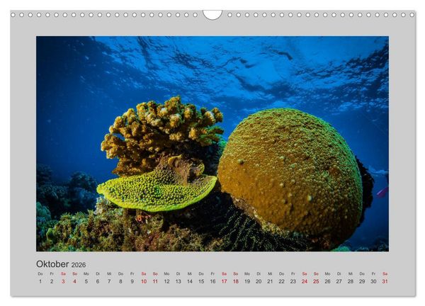 Produktbild: Korallen-Riffe Tauchertr&auml;ume (Wandkalender 2026 DIN A3 quer), CALVENDO Monatskalender