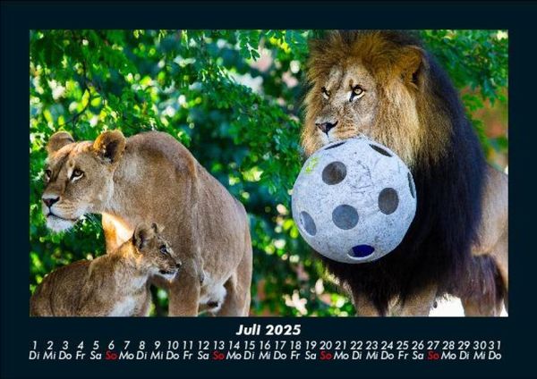 Produktbild: L&ouml;wen in der Wildnis 2025 Fotokalender DIN A5