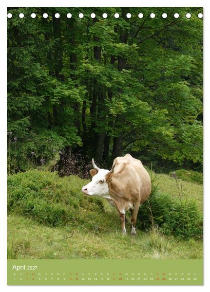 Produktbild: Schwarzwald und K&uuml;he im Hochformat (Tischkalender 2027 DIN A5 hoch), CALVENDO Monatskalender