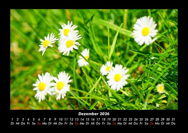 Produktbild: Blumenzauber 2026 Fotokalender DIN A3