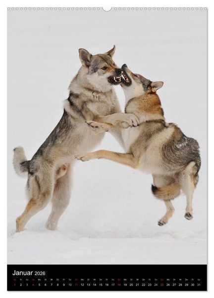 Produktbild: Faszination Wolfhund (Wandkalender 2026 DIN A2 hoch), CALVENDO Monatskalender