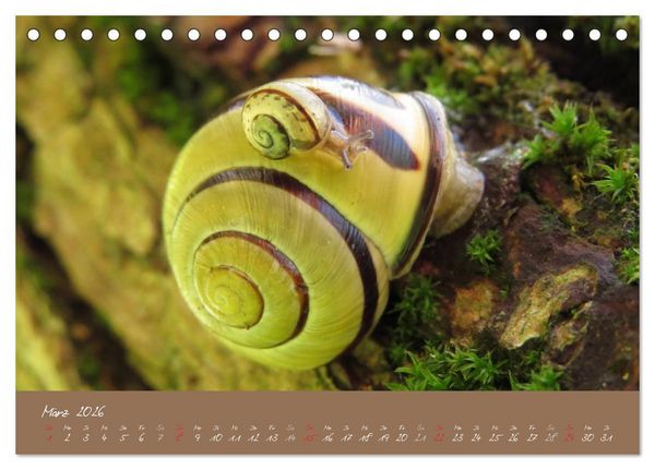 Produktbild: Schneckchen (Tischkalender 2026 DIN A5 quer), CALVENDO Monatskalender