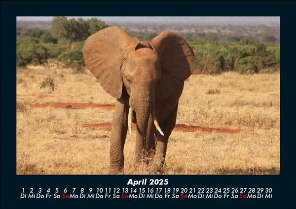 Produktbild: Elefanten - Die sanften Riesen Afrikas 2025 Fotokalender DIN A5