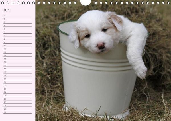Produktbild: Border Collie-Welpen Geburtstagskalender (Wandkalender immerw&auml;hrend DIN A4 quer)
